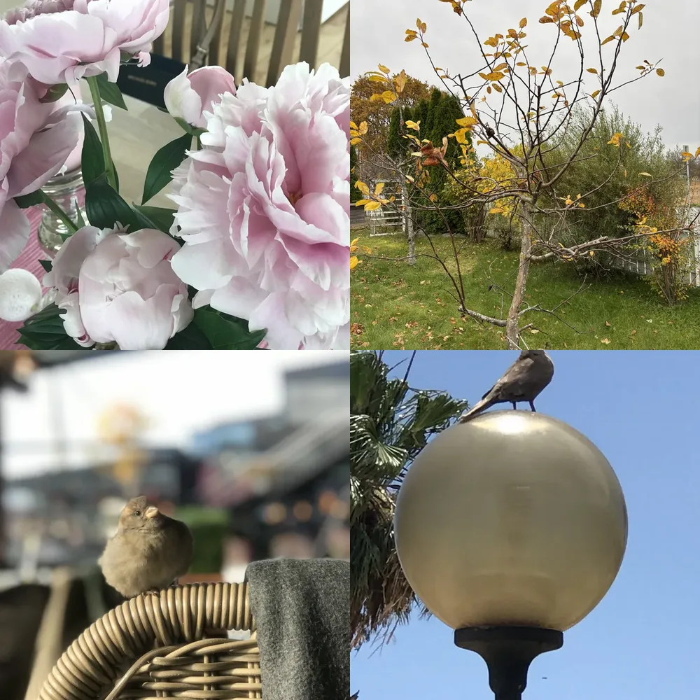 Nature Landscapes