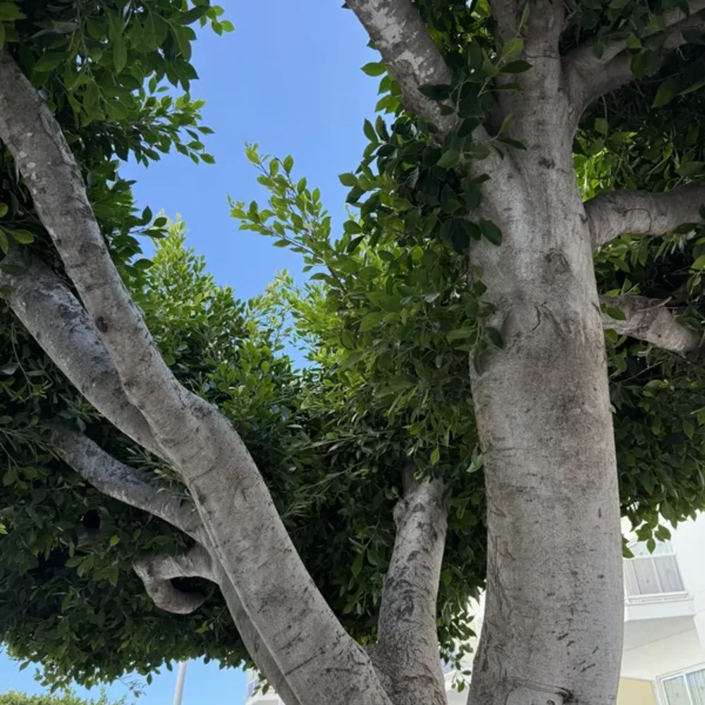 Personified Trees