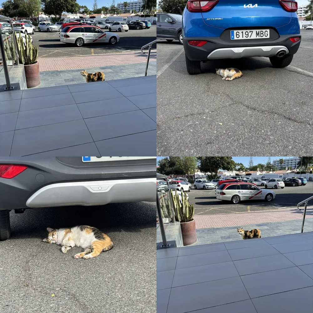 Domestic Cats
