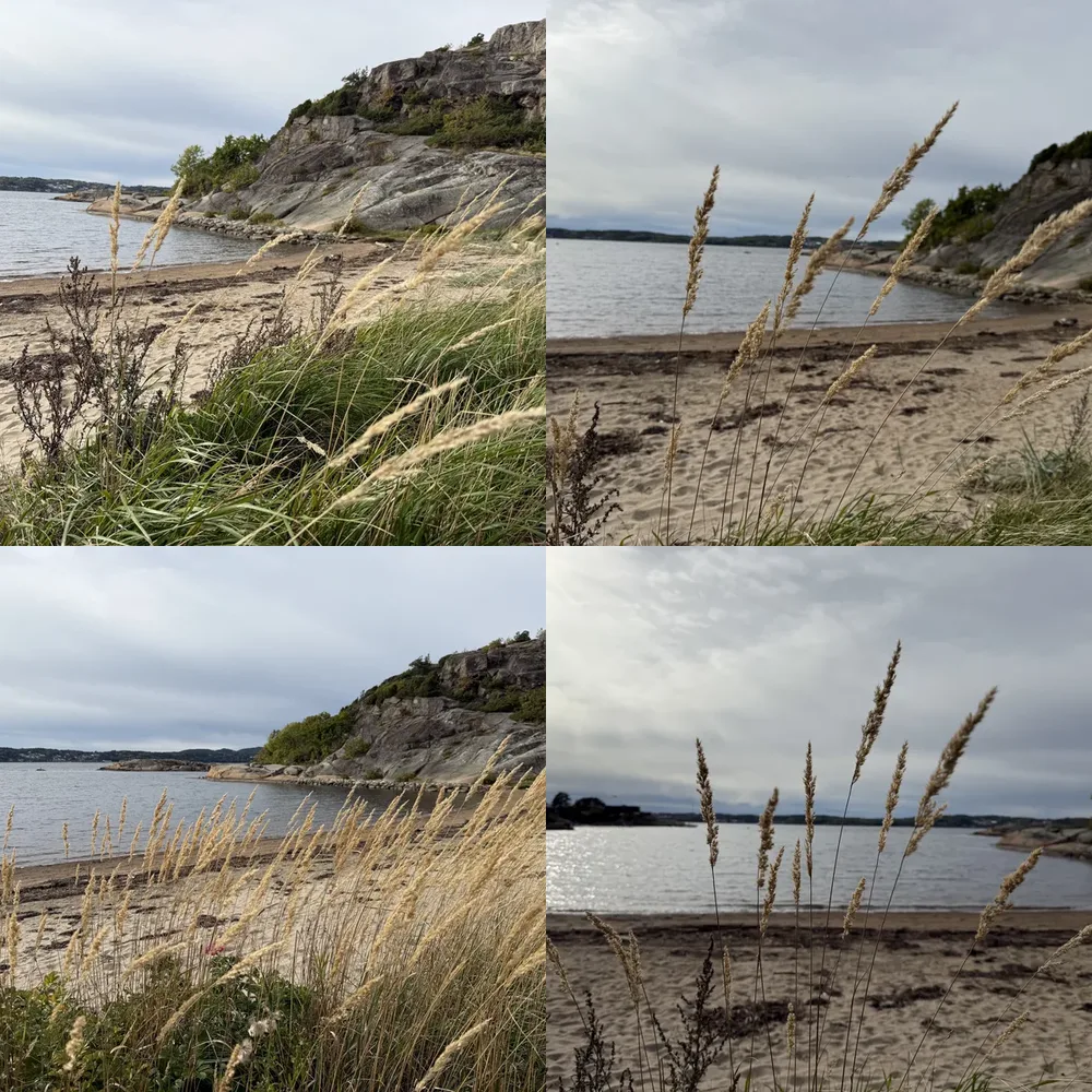 Coastal Rocks and Grass
