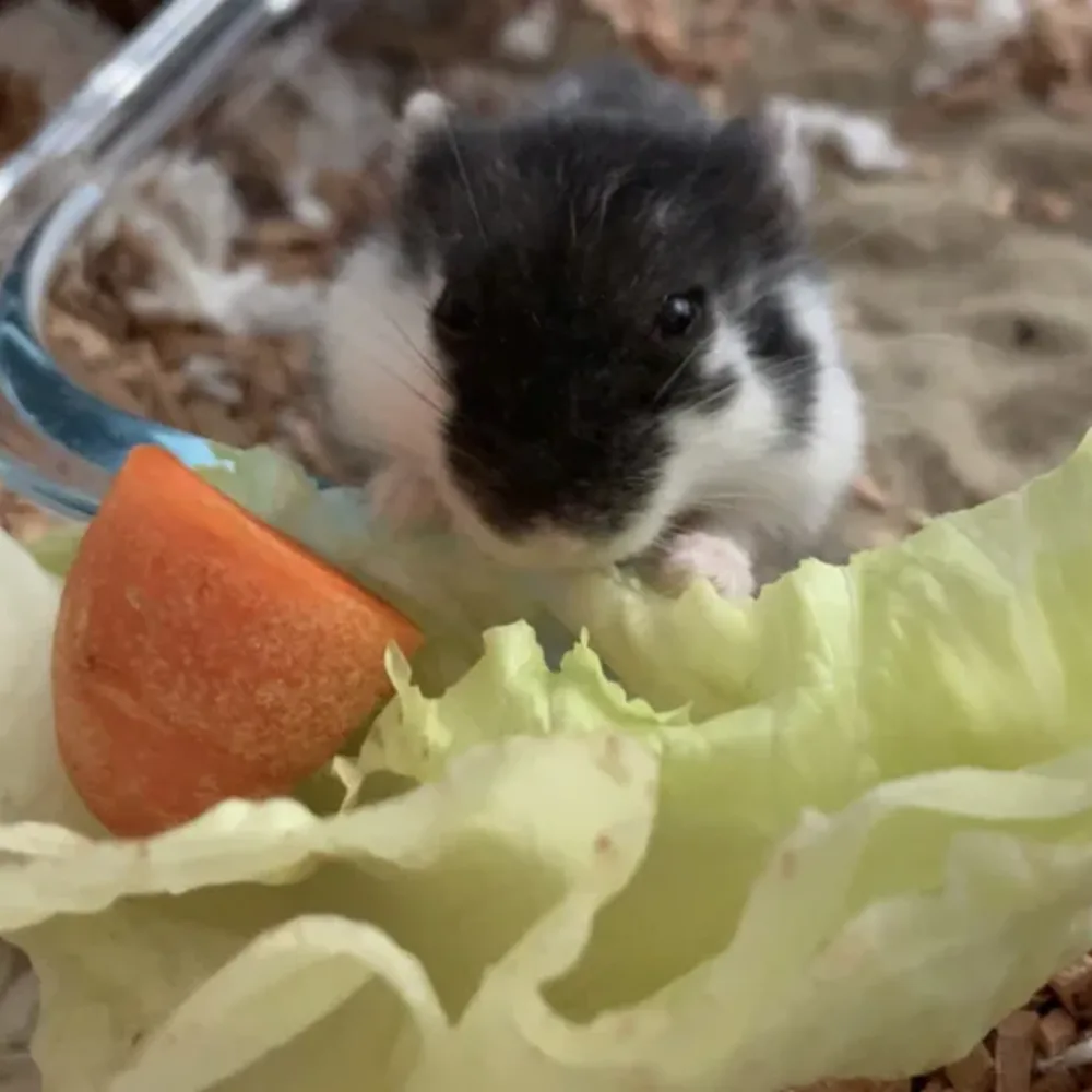 Cute Animals Eating