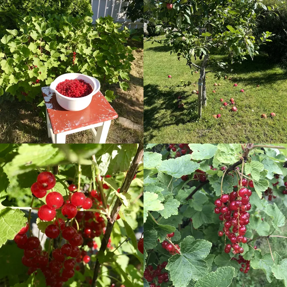 Fruit Trees and Orchards