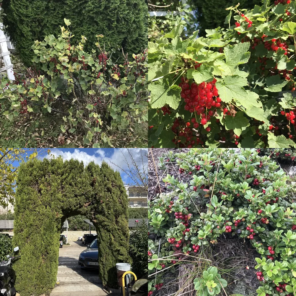 Garden Bushes and Shrubs