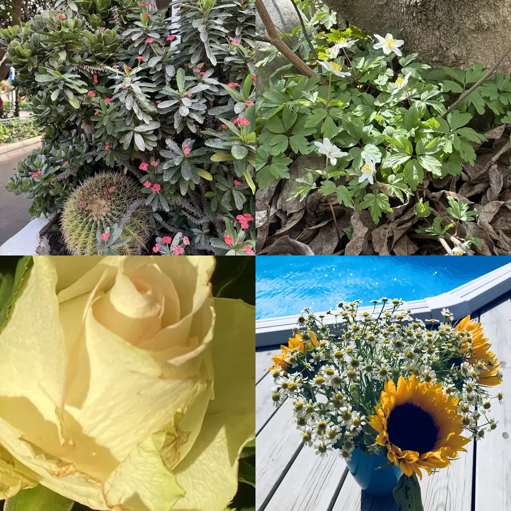 Garden Flowers
