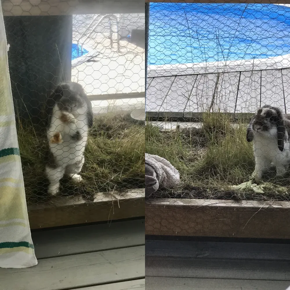Outdoor Pets