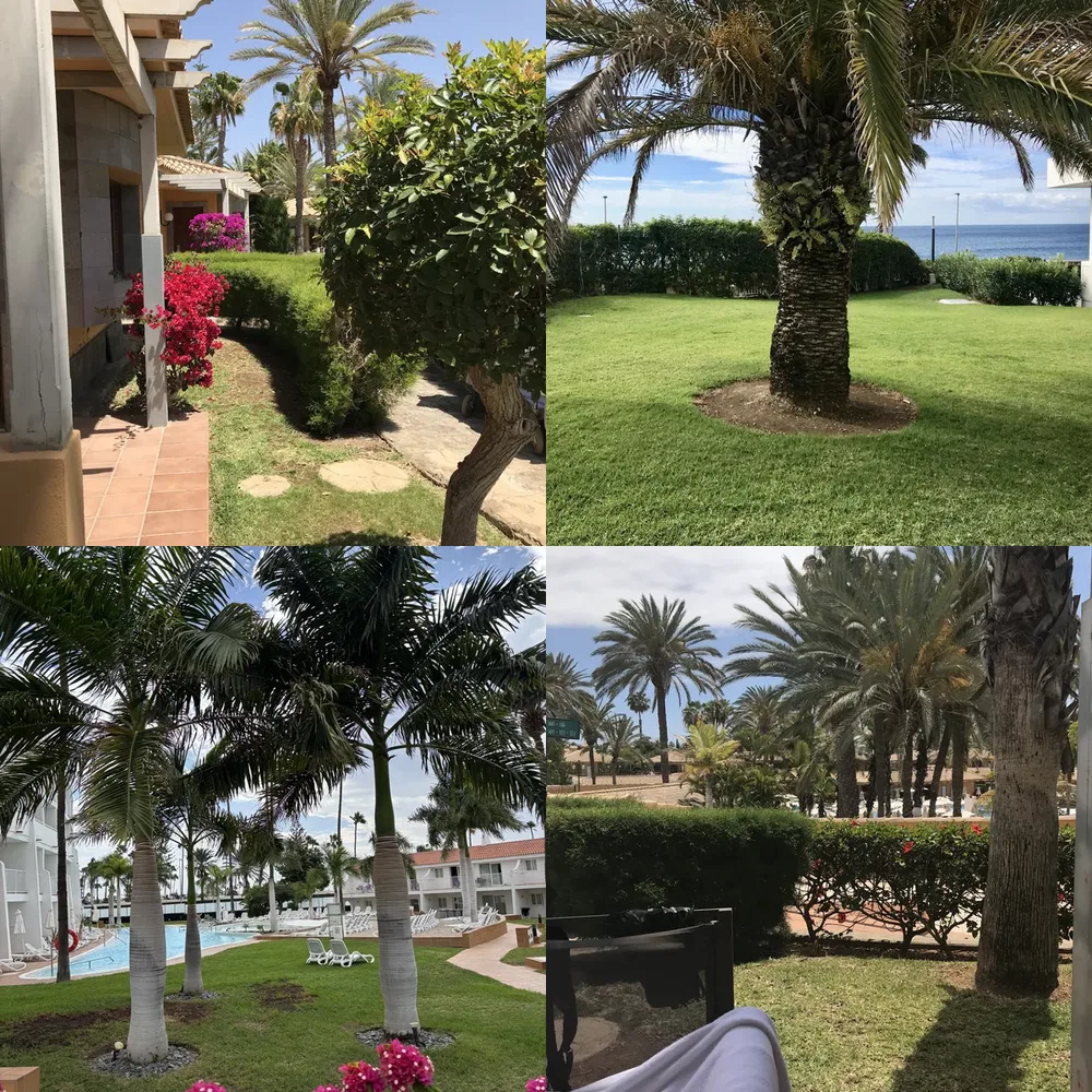 Palm Trees and Yards