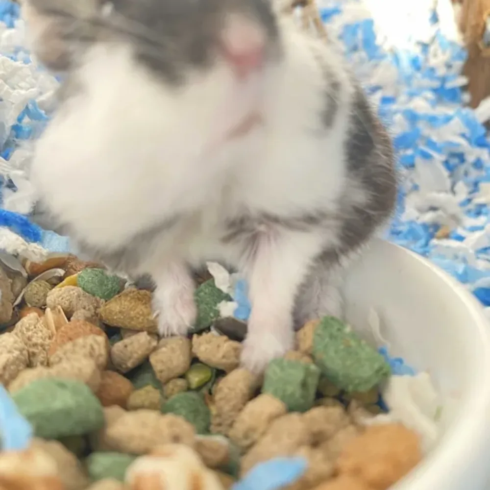 Pet Supplies and Food