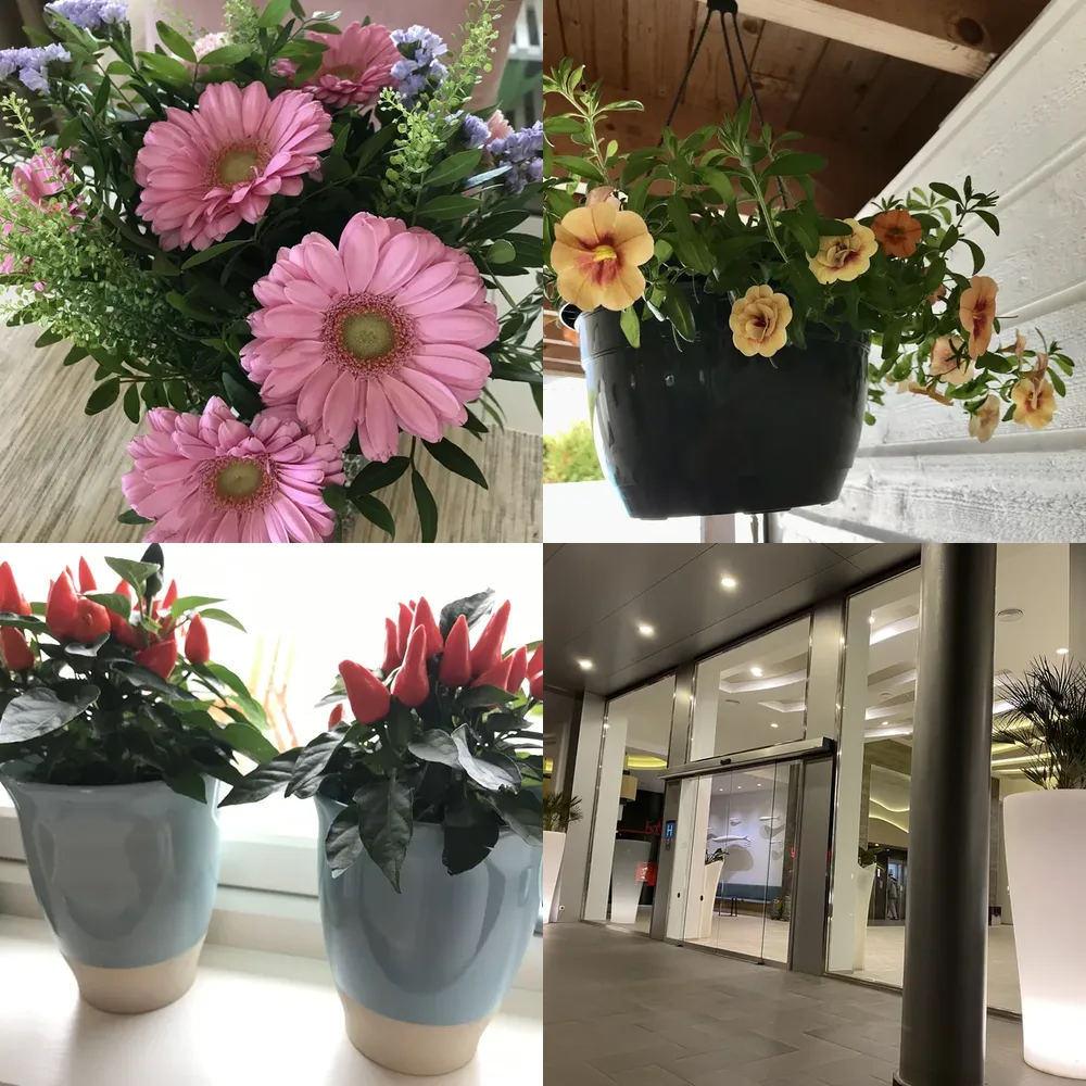 Indoor Plants and Decor