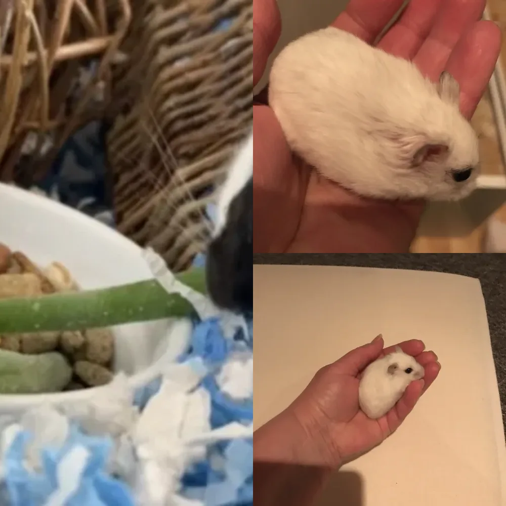 Pets and Companions