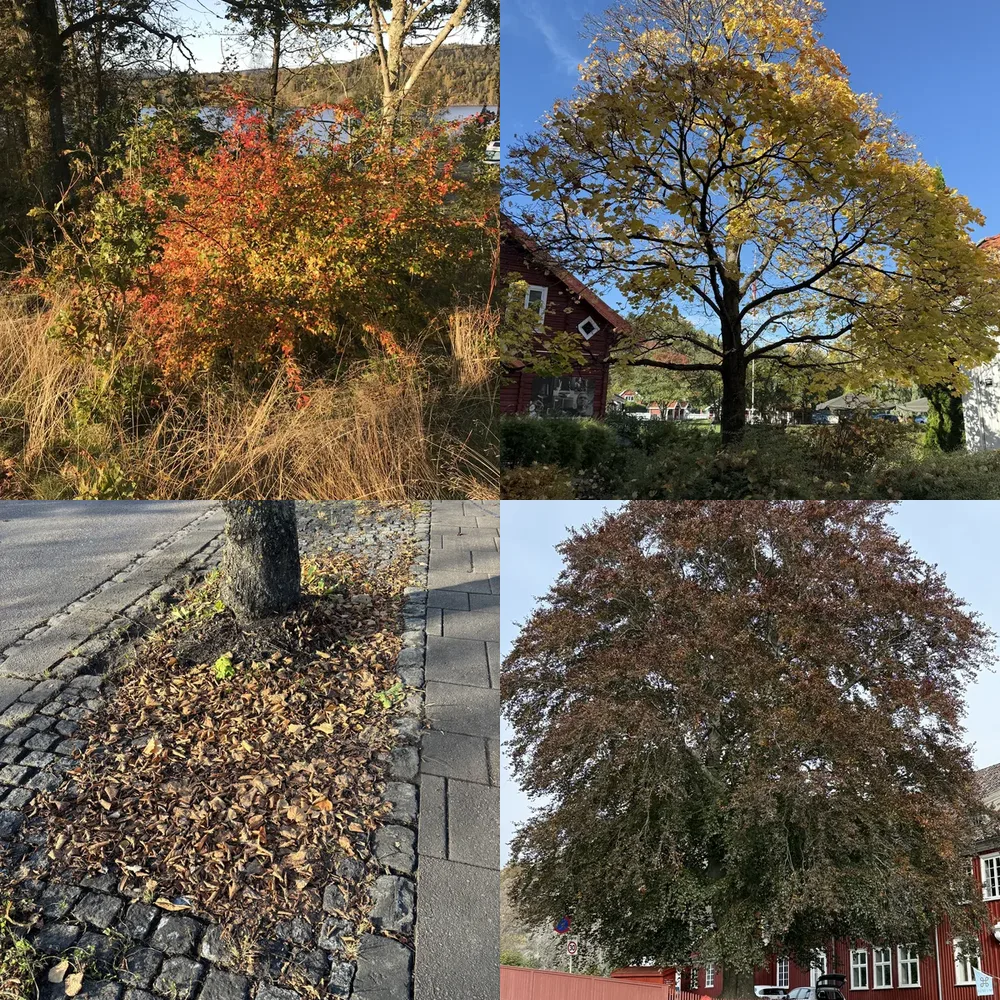 Autumn Trees