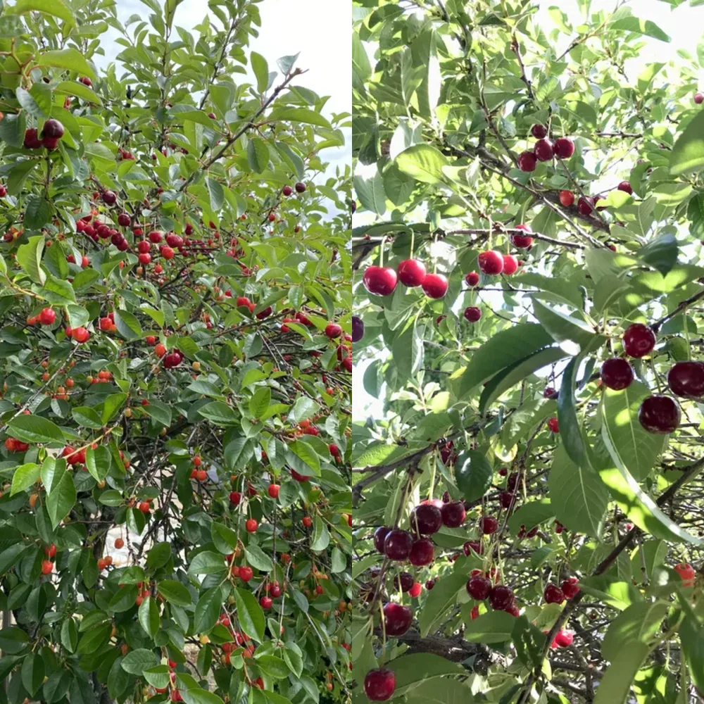 Berry Trees