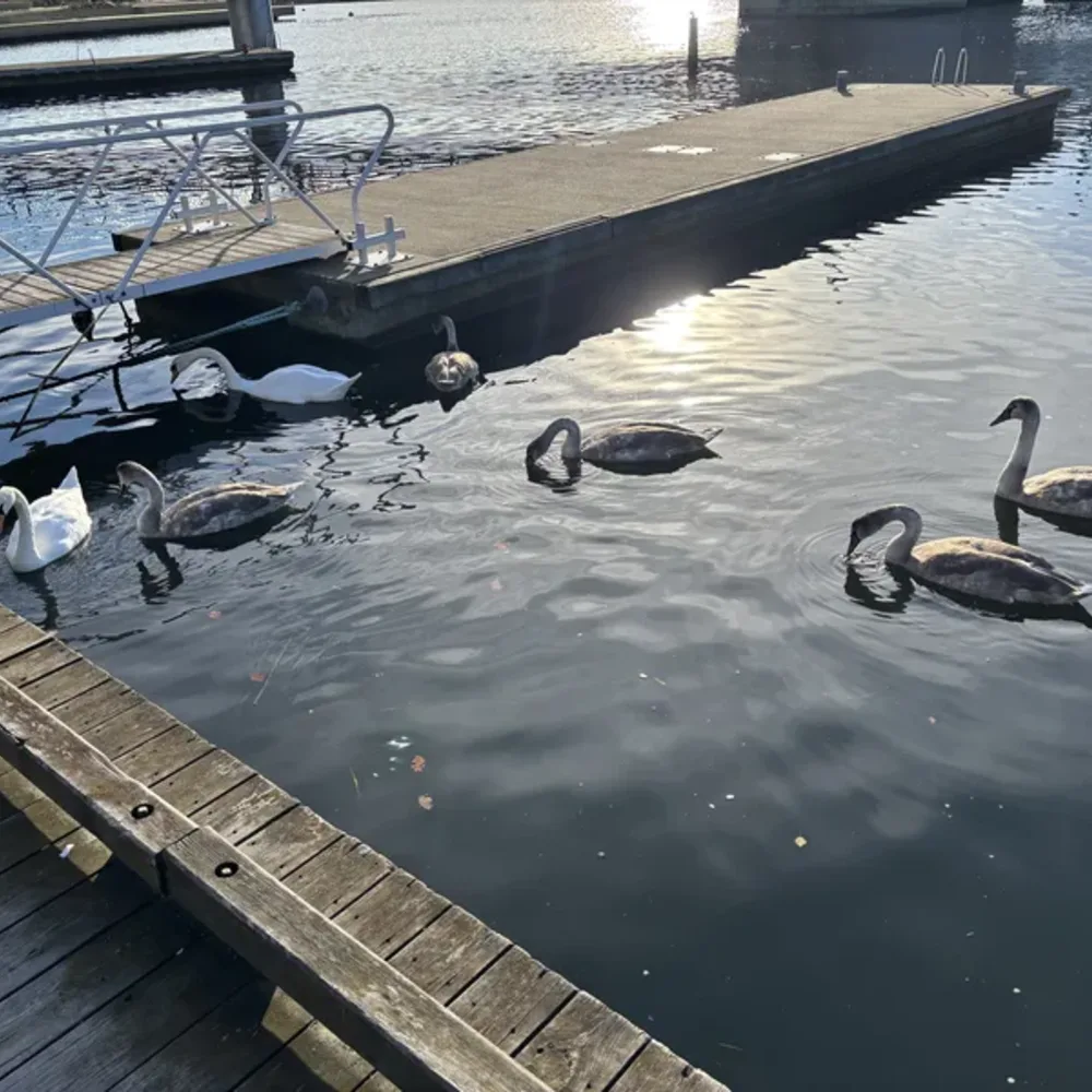 Ducks and Water Birds