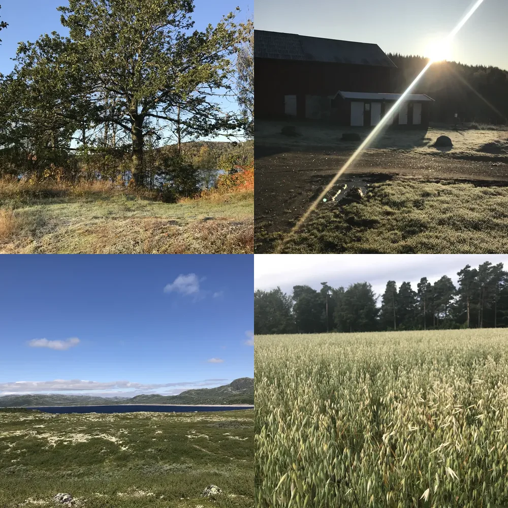 Field and Sunrise