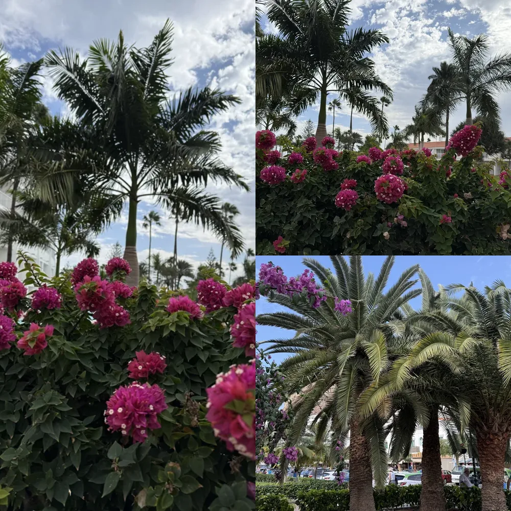 Flower Gardens and Palm Trees