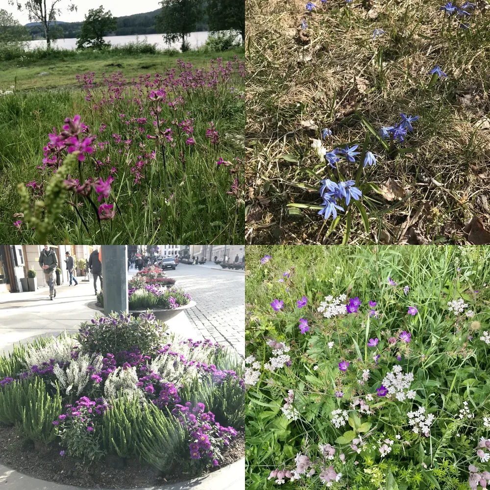 Flowering Meadows