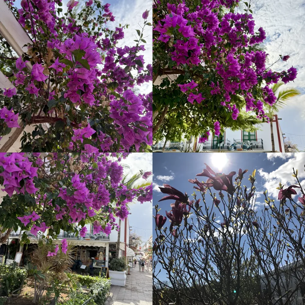 Flowering Trees