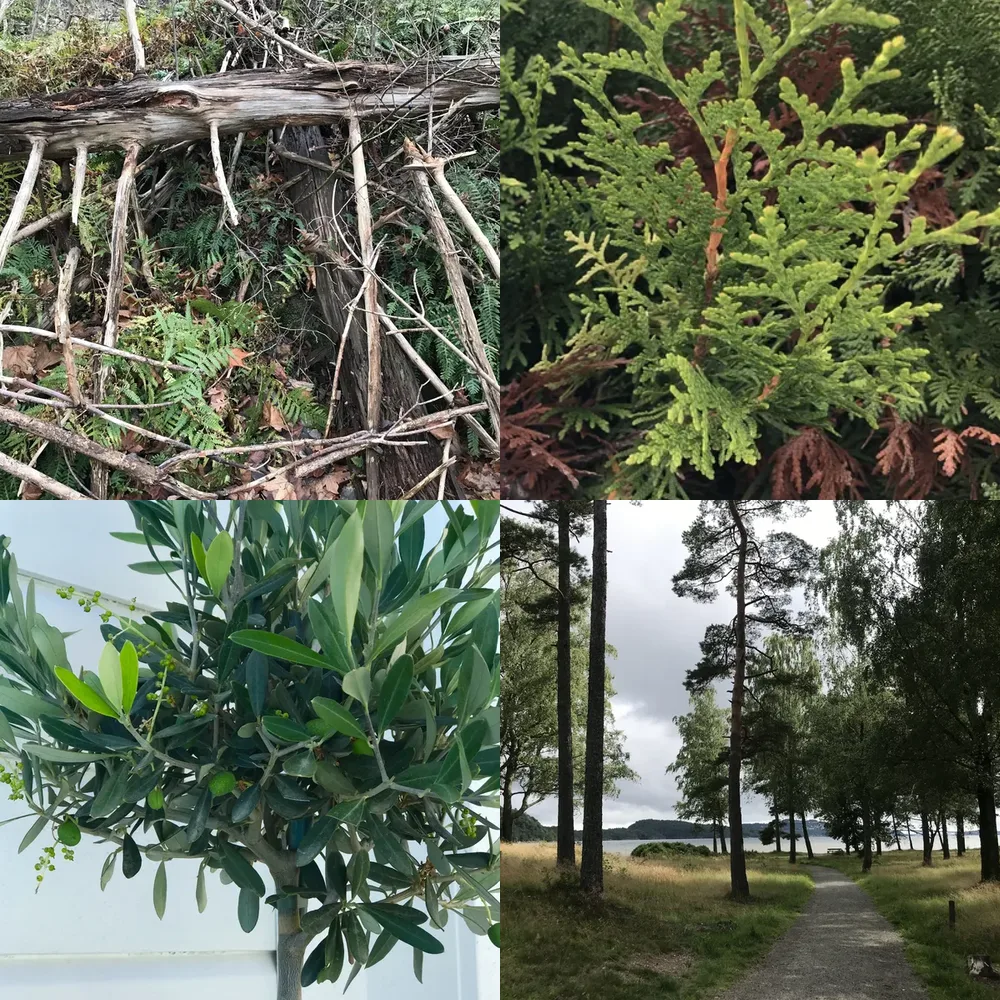 Forest and Trees