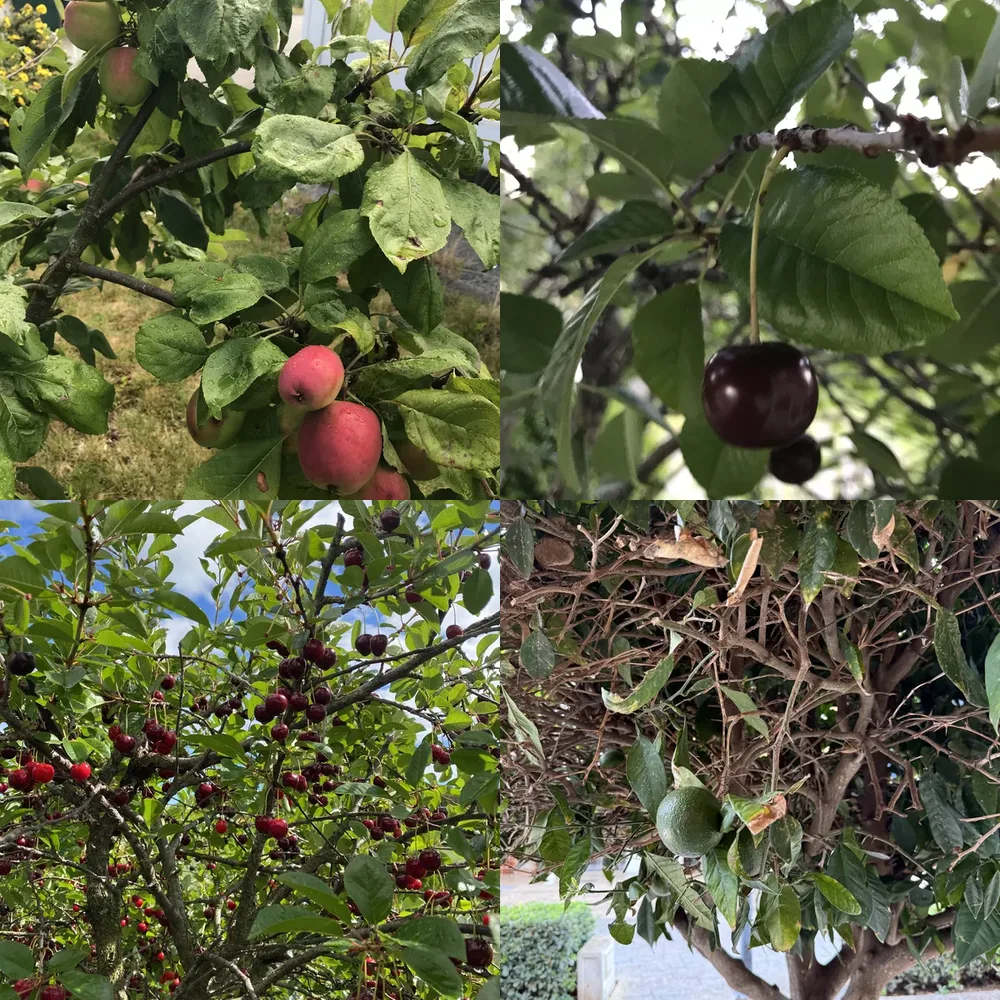 Fruit Trees