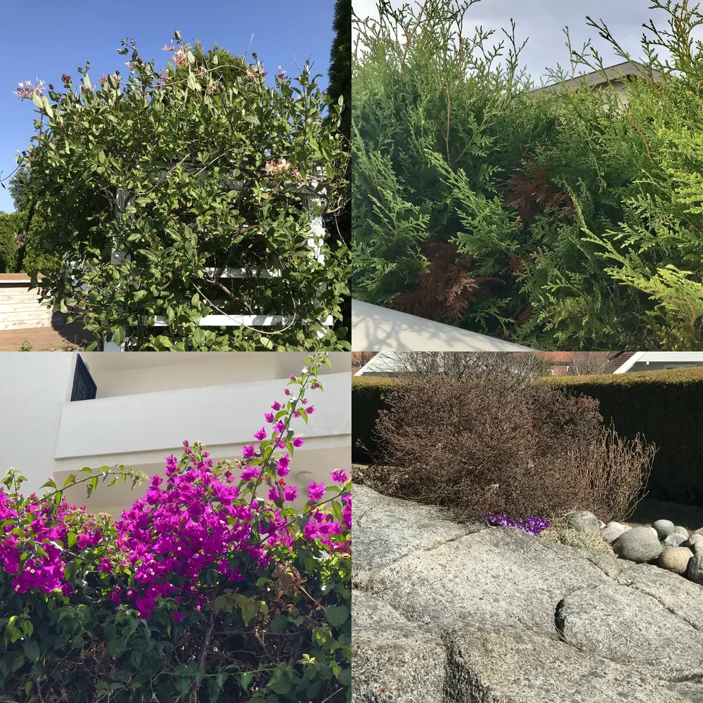 Gardens and Bushes