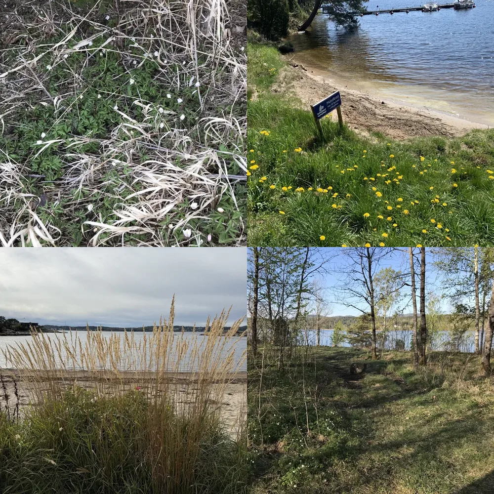 Grassy Areas and Water Bodies