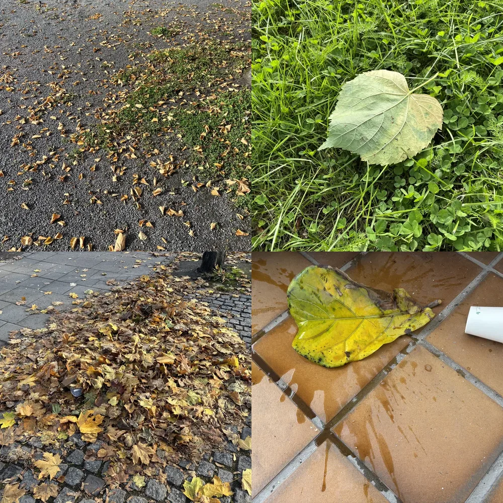 Gravel and Leaves