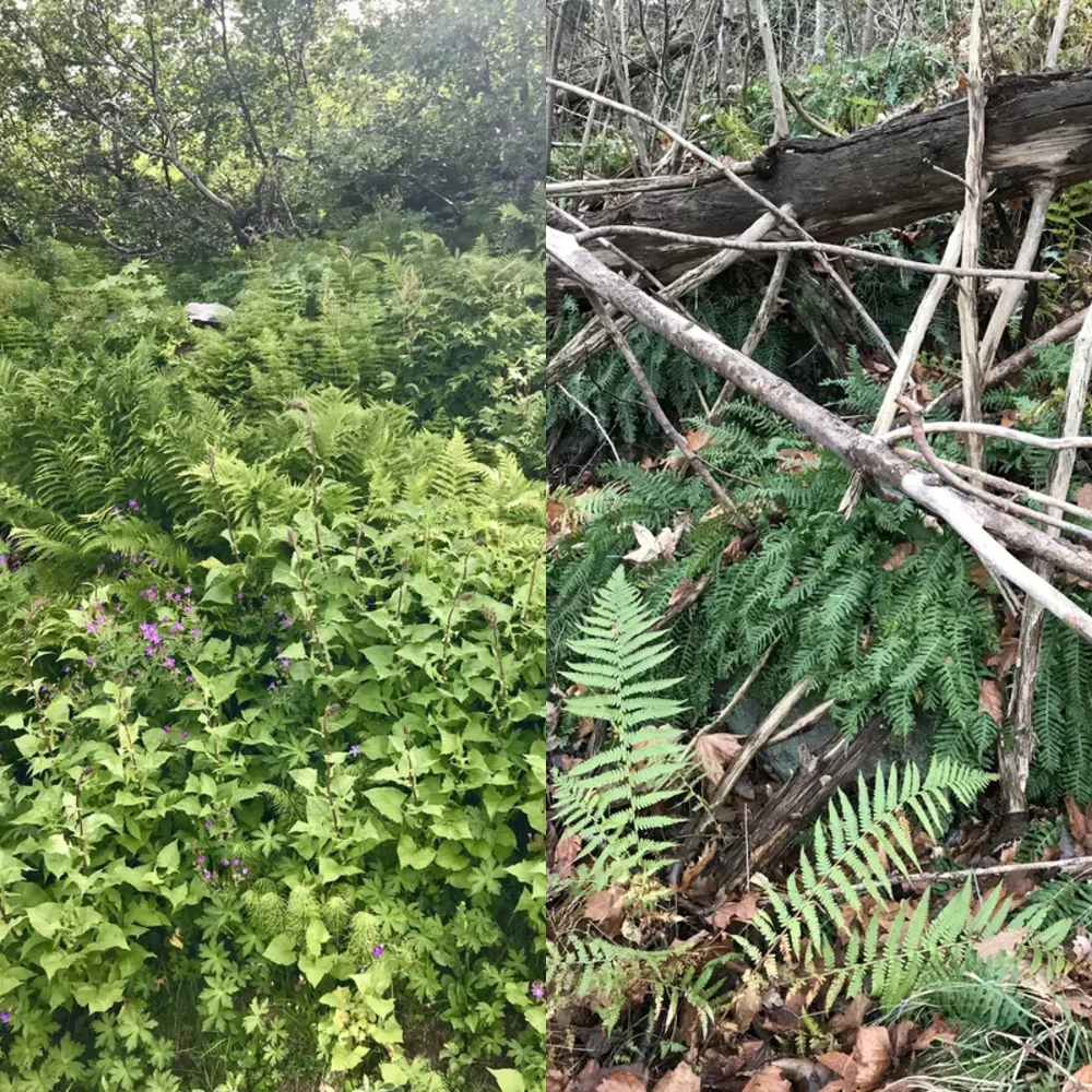 Green Plants and Foliage