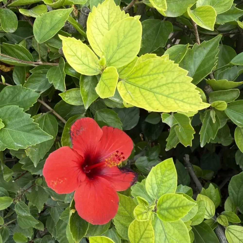 Hibiscus Flowers