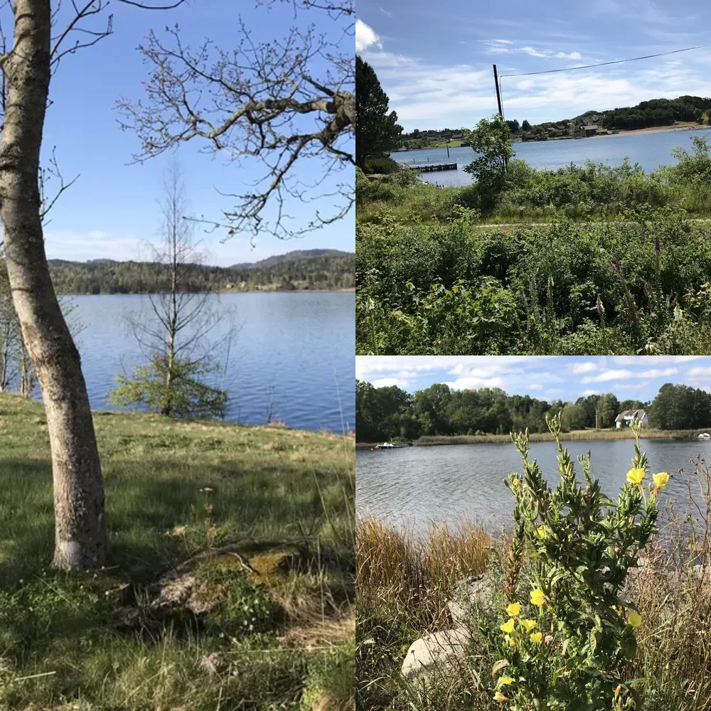 Lake and Flowers