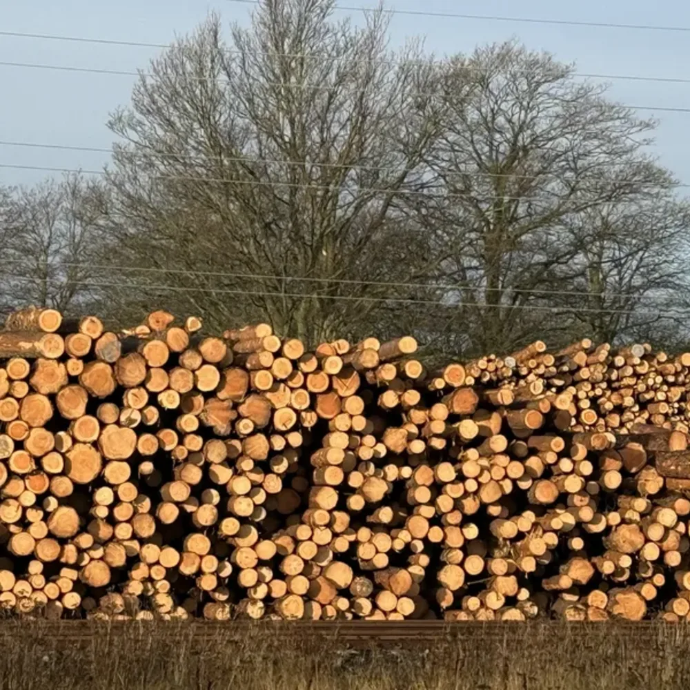 Log Piles and Forest Clearing