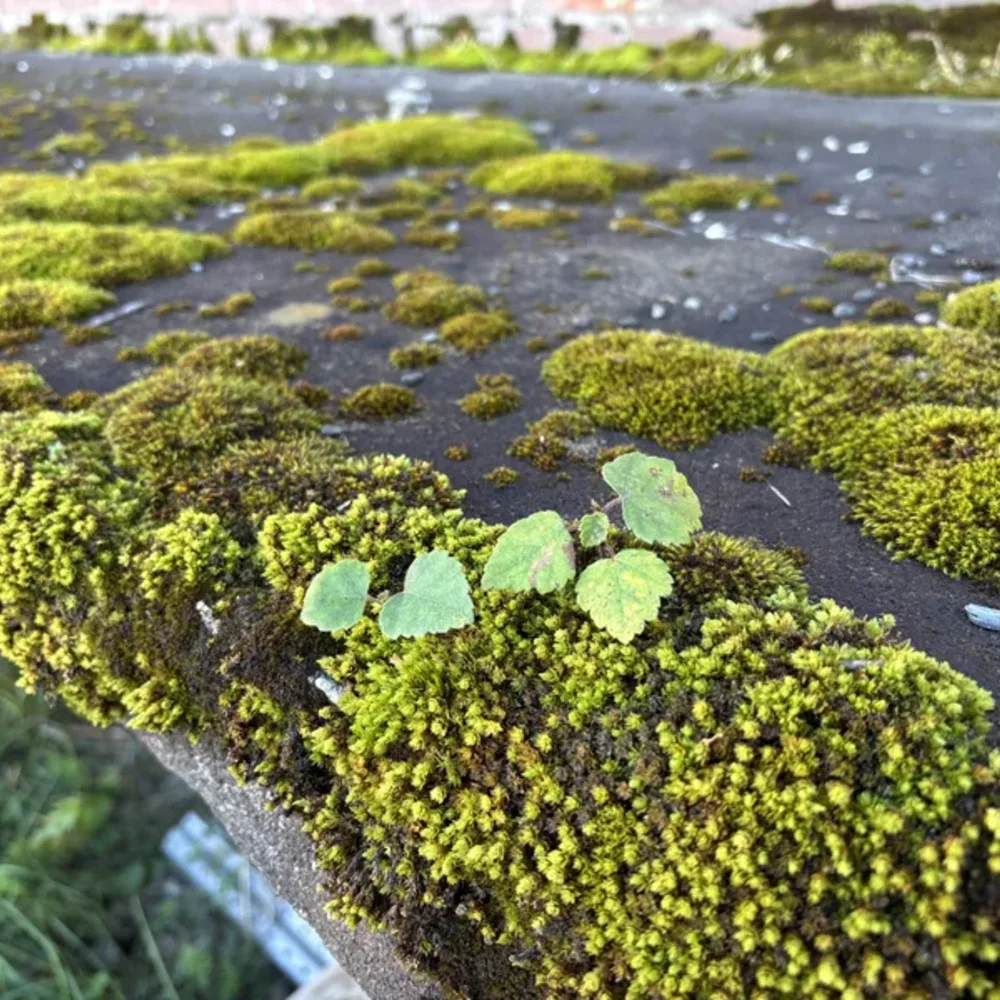 Moss and Concrete