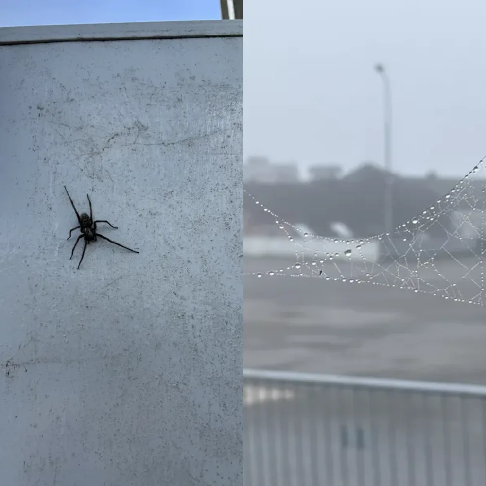 Outdoor Insect Scenes