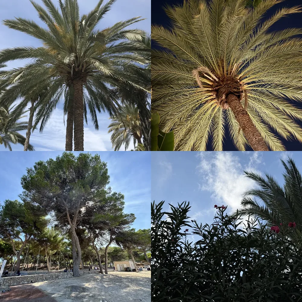 Palm Trees and Beach Scenes