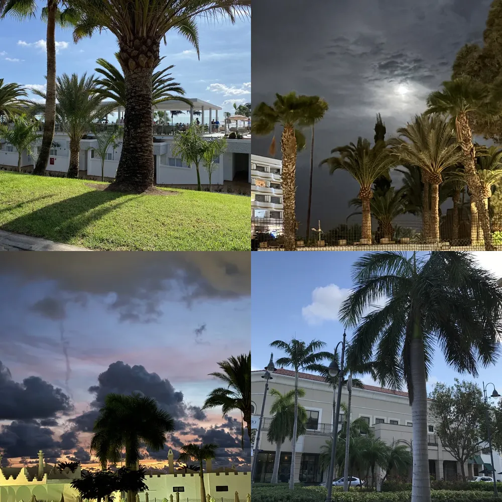 Palm Trees and Buildings