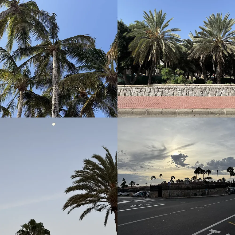 Palm Trees and Sky
