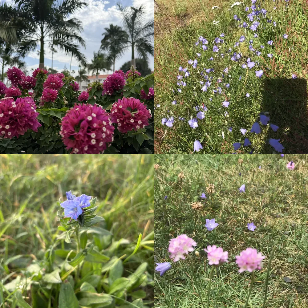 Purple Flower Fields