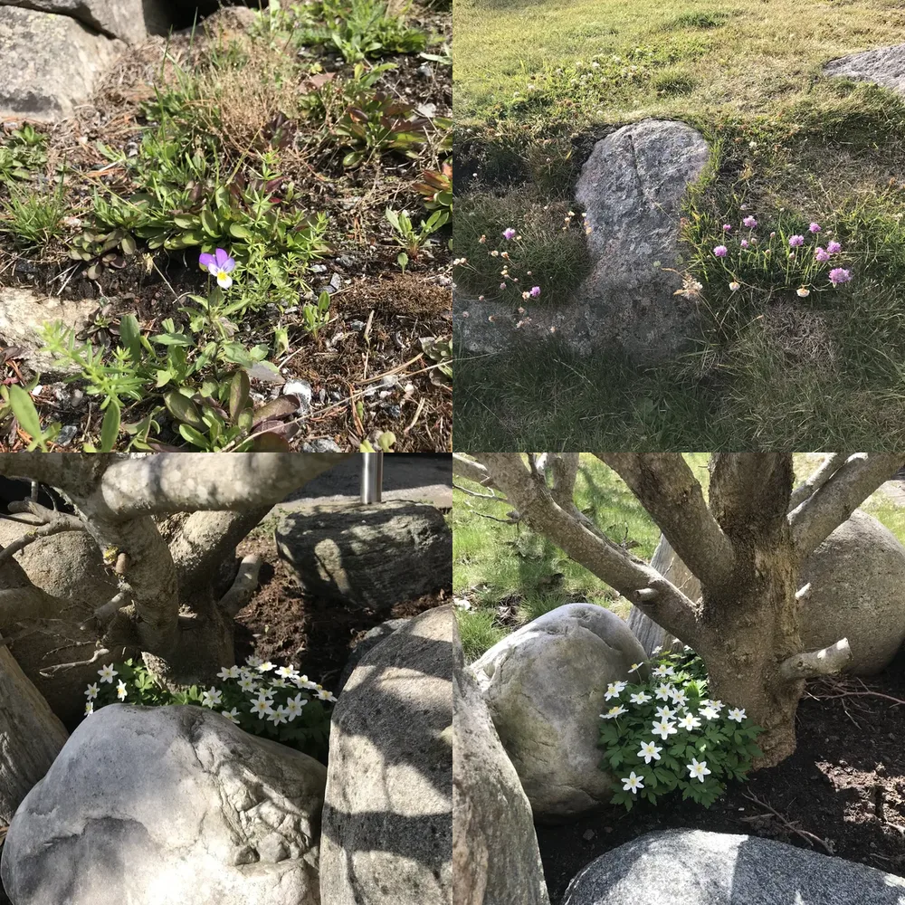 Rocks and Flowers
