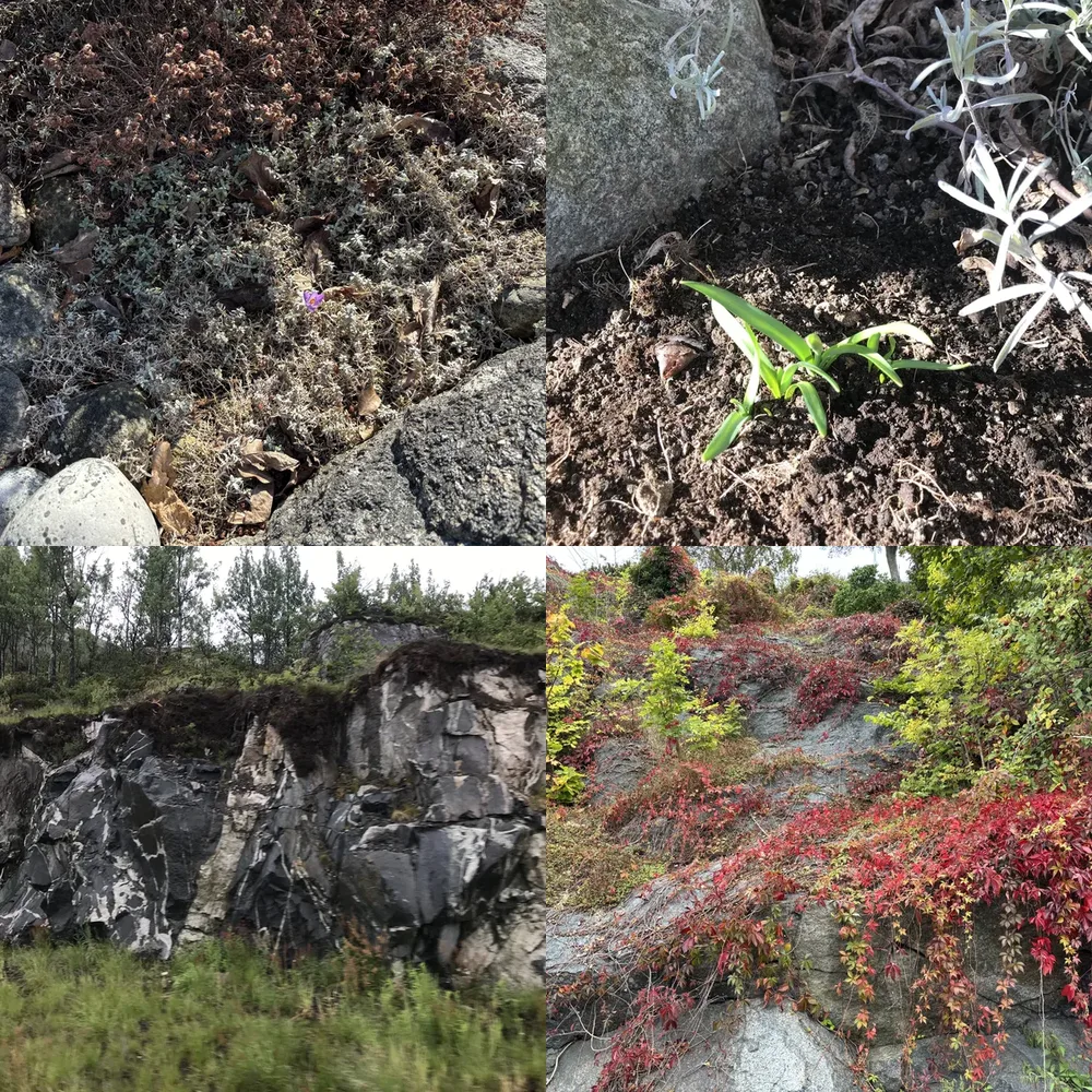 Rocks and Plants