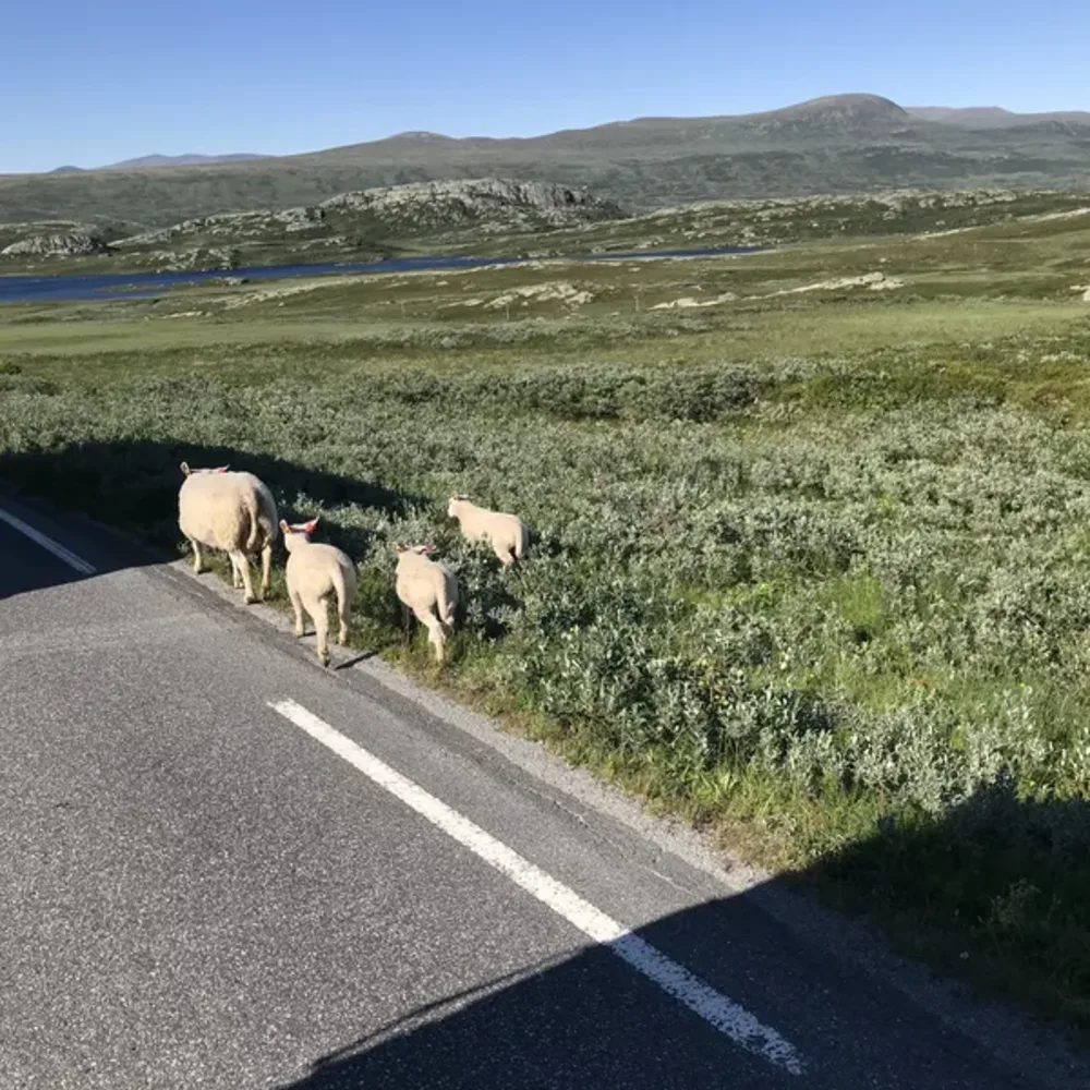 Sheep and Nature