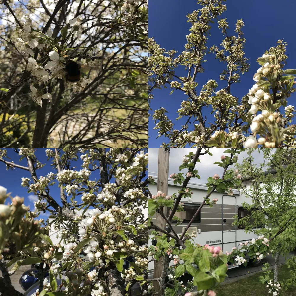 Spring Foliage