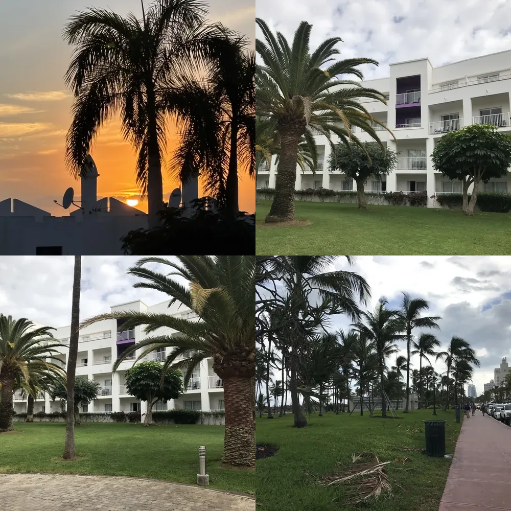 Sunset and Palm Trees