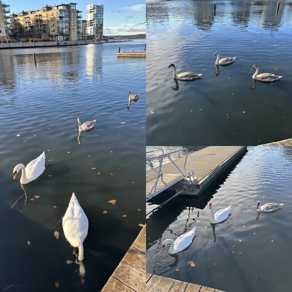 Swans at the Lake