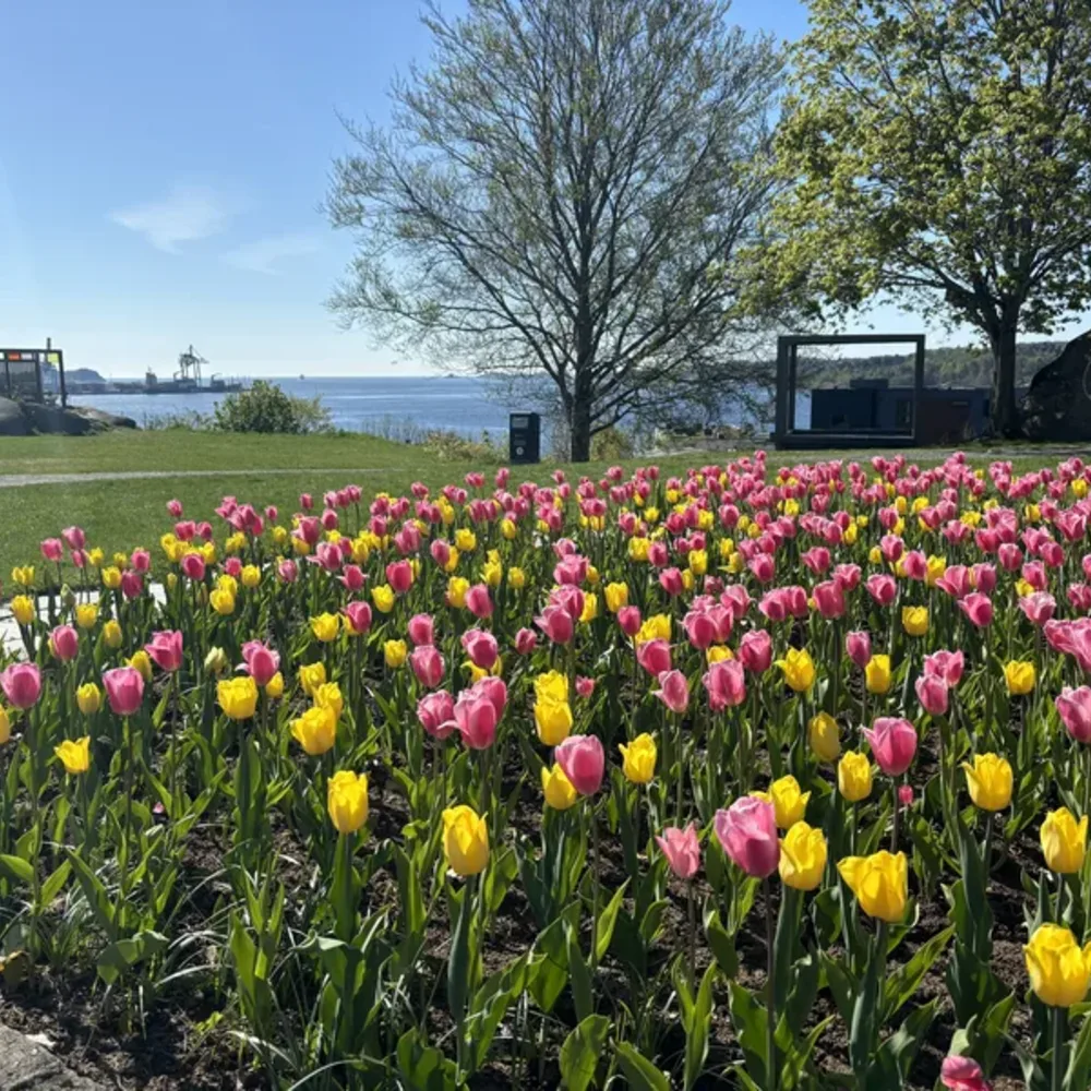 Tulip Fields