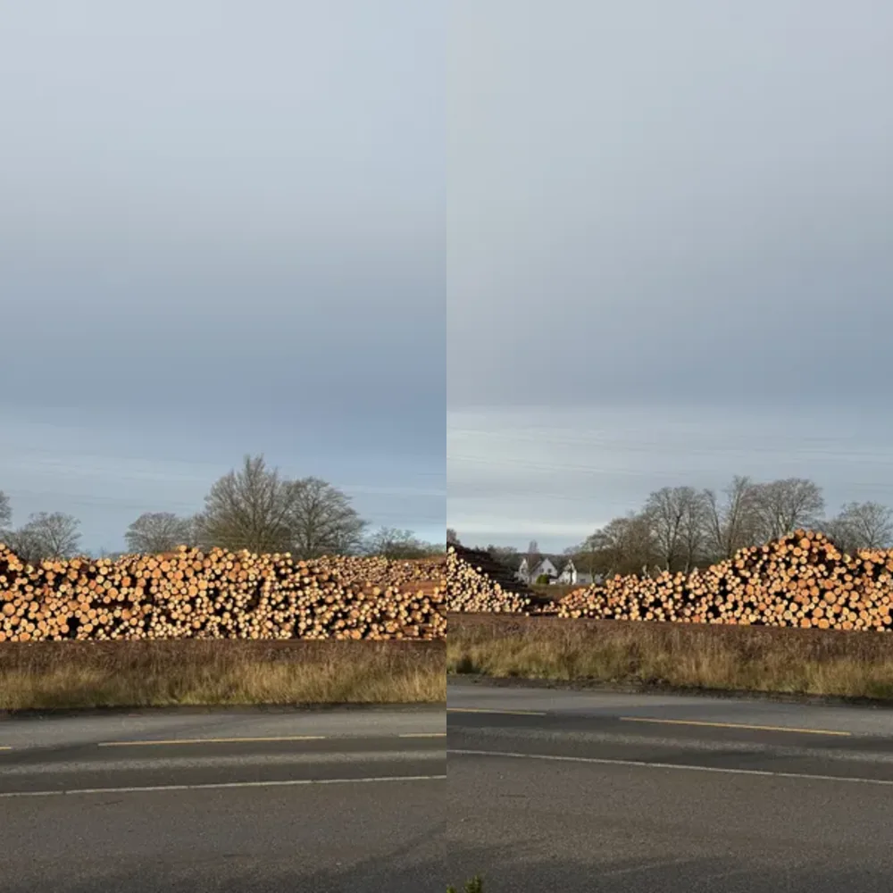 Wildlife and Log Roads