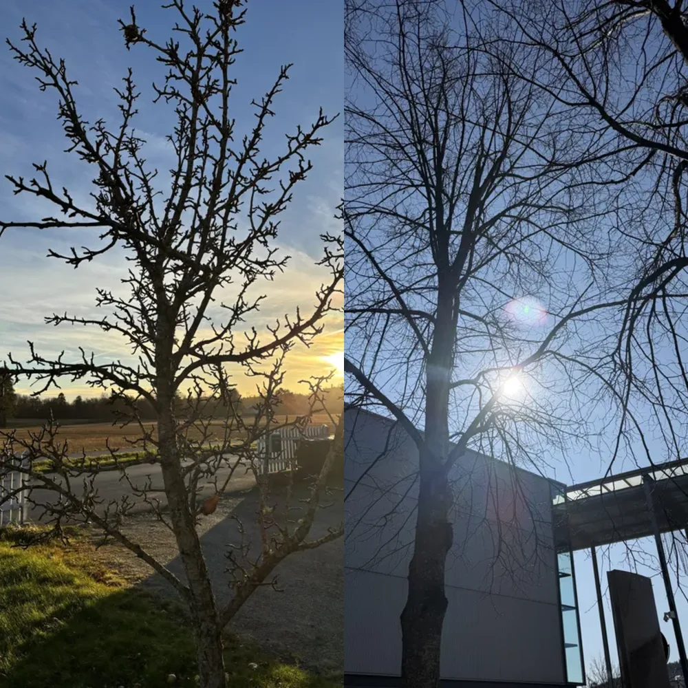 Winter Trees