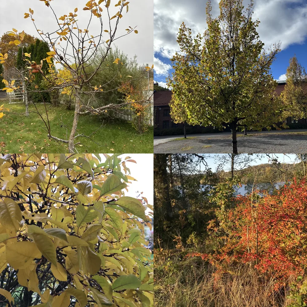 Autumn Colors