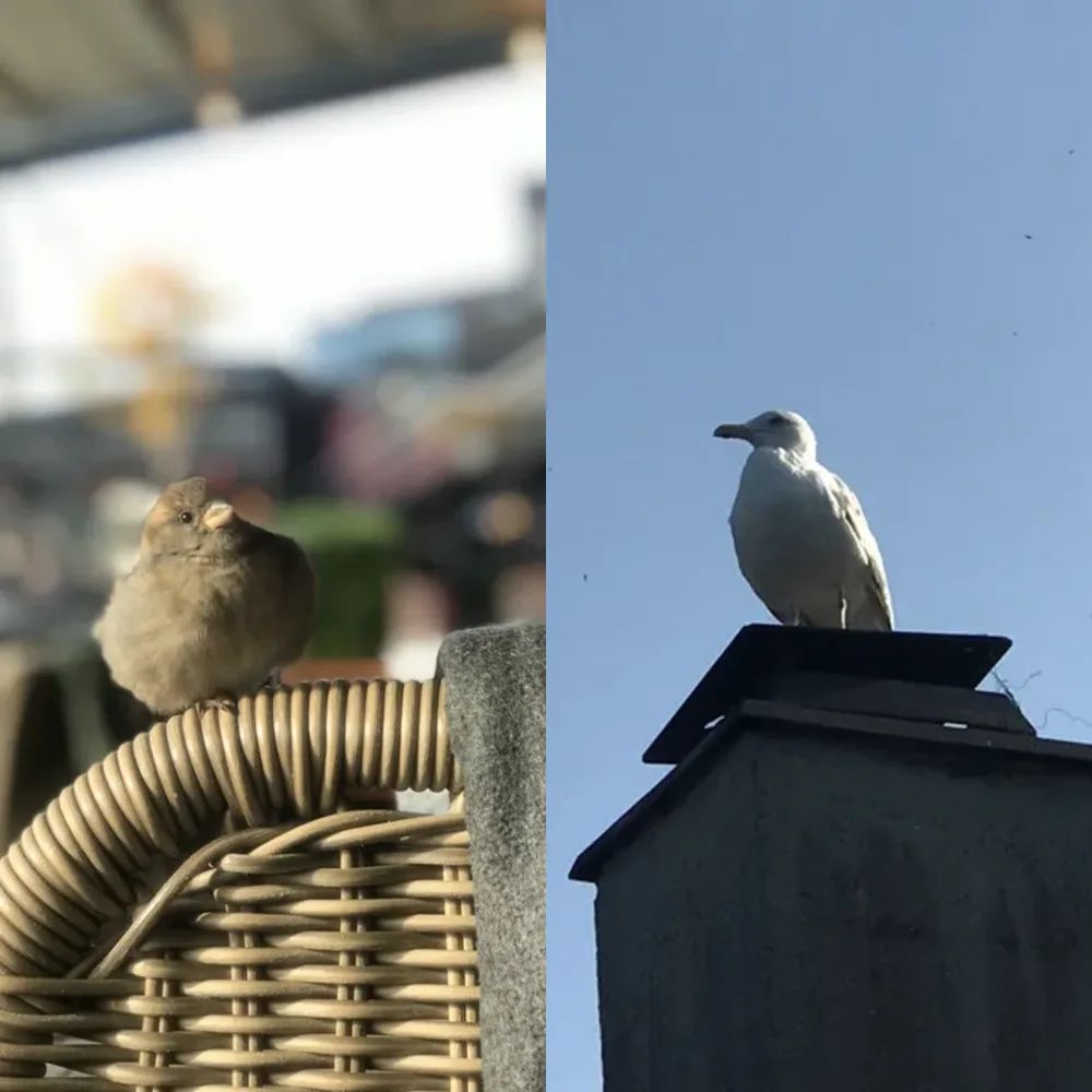 Birds and Urban Elements