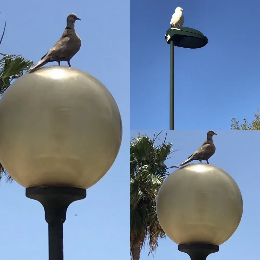 Birds on Poles