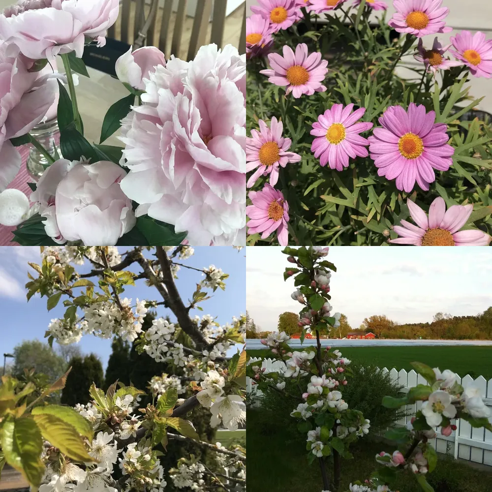 Blooming Season