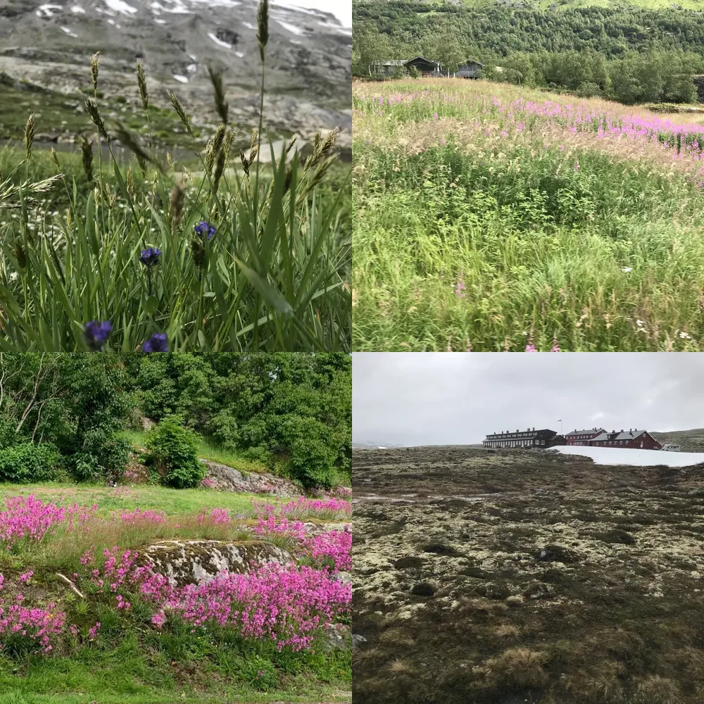 Fields and Meadows