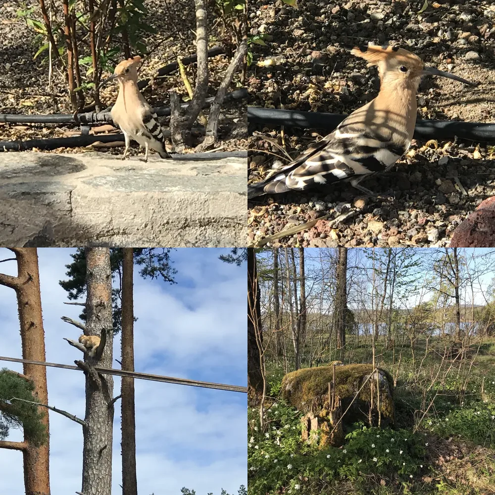 Forest and Wildlife